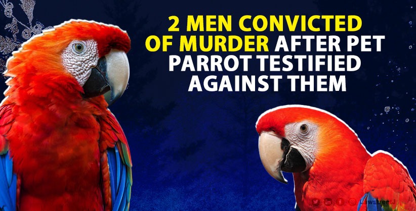 2 Men Convicted Of Murder After Pet Parrot Testified Against Them, Sentenced Life Imprisonment