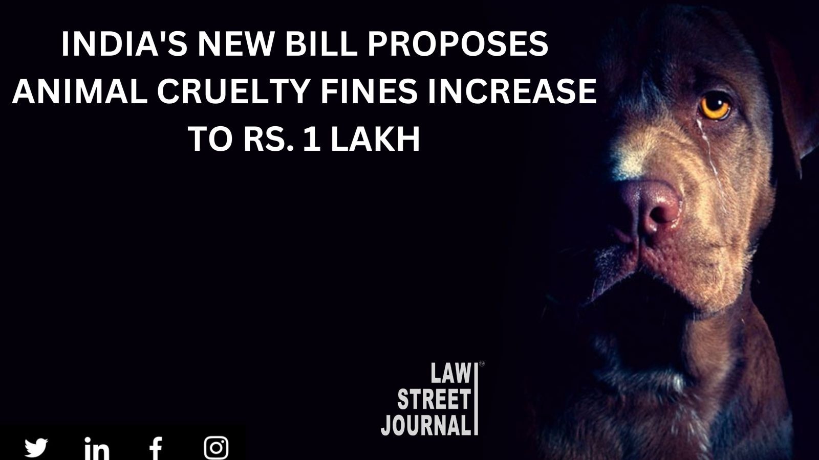 Cruelty to animals New Bill proposes increase in fine from Rs 50 to Rs 1 lakh
